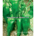All Horn Pepper Seeds Types High Yield-Fortune Pepper Seeds No.9